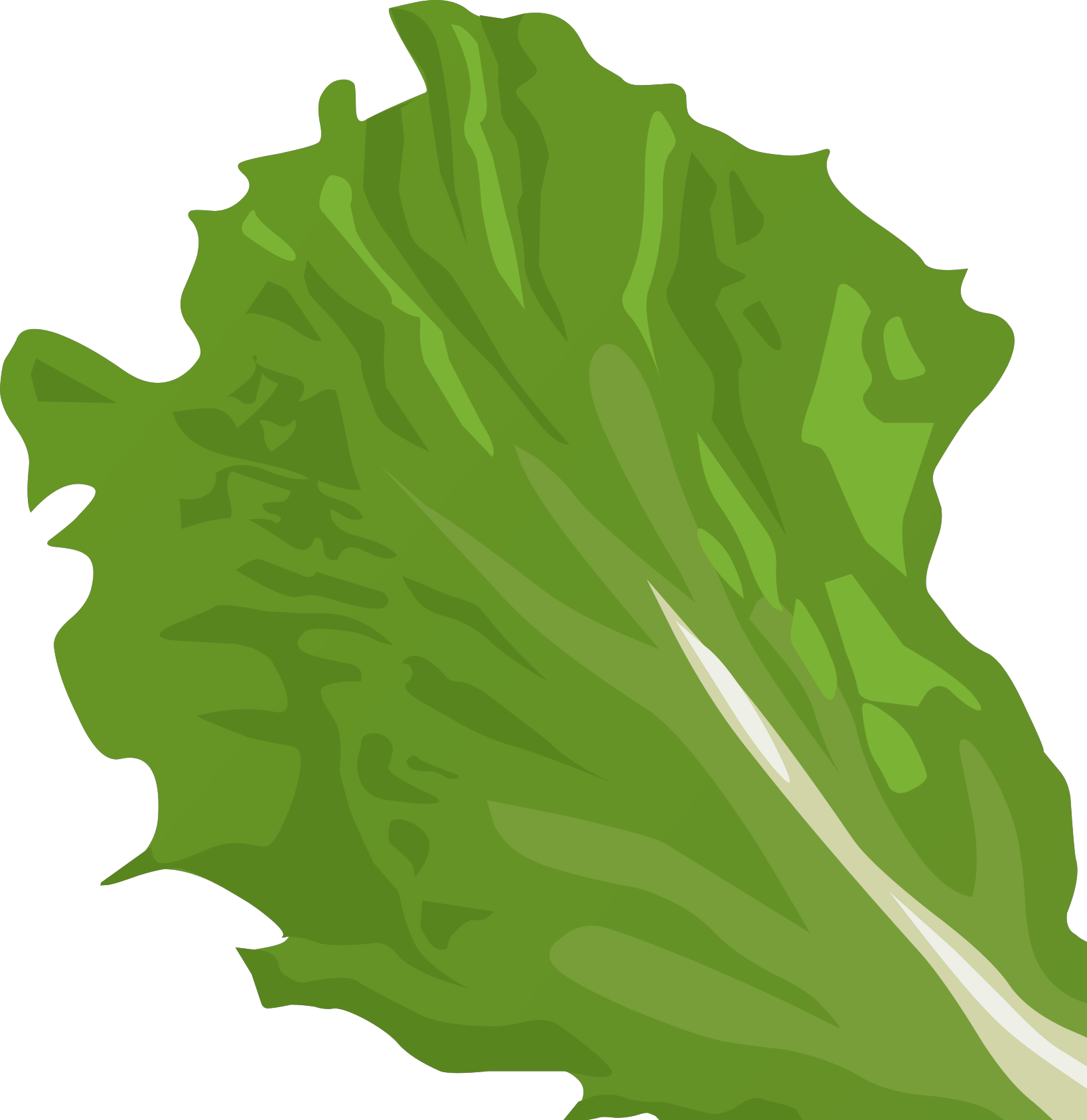 lettuce